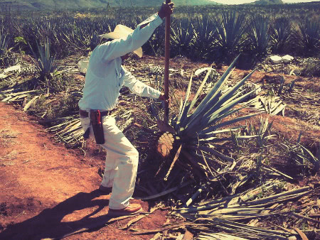 Arbeiter sticht Agave aus